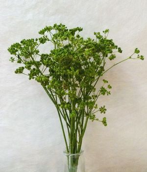 FEUIL. CUMIN 400GR